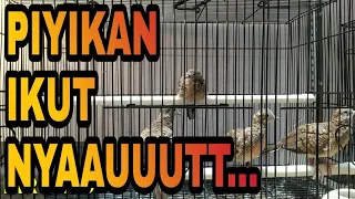 perkutut bangkok piyikan 2 3 bulan piyik langsung nyaut bunyii 