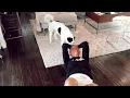 Katrina Bowden Having a puppy is all fun and games until she discovers