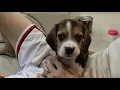 Cuddling Beagle Snoopy