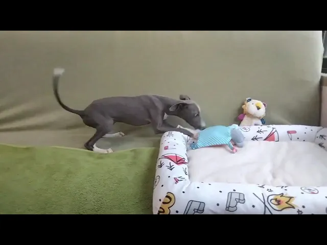 動画