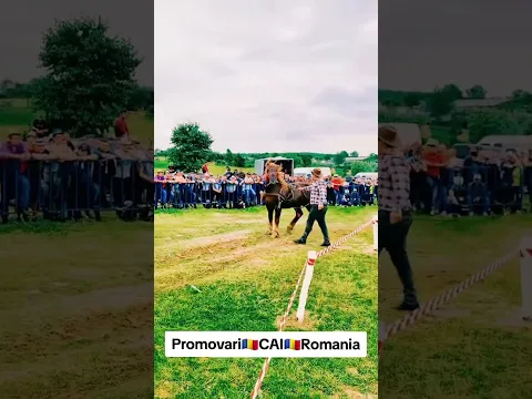 @PromovariCaiRomania #arabianhorseworld #stallion #cai #automobile #cal #horse #equestrian #cal