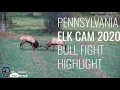 Pennsylvania Elk Cam 2020 Bull Flight