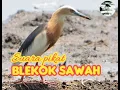 Suara pikat Blekok sawah mantap TERBARU