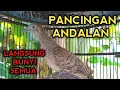Download Lagu PANCINGAN PERKUTUT BANGKOK ANDALAN BIKIN PERKUTUT BANGKOK GACOR PADA BUNYI SEMUA 