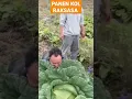 Download Lagu Panen kol Raksasa #modern #agriculture #harvest