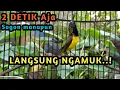 Download Lagu SOGON GACOR MEMANGGIL LAWAN..! PANCINGAN BURUNG SOGON BIAR GACOR NGKLEPER NEMBAK PANJANG FULL ISIAN