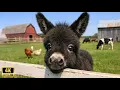 You Won t Believe How Funny These Baby Donkeys Are