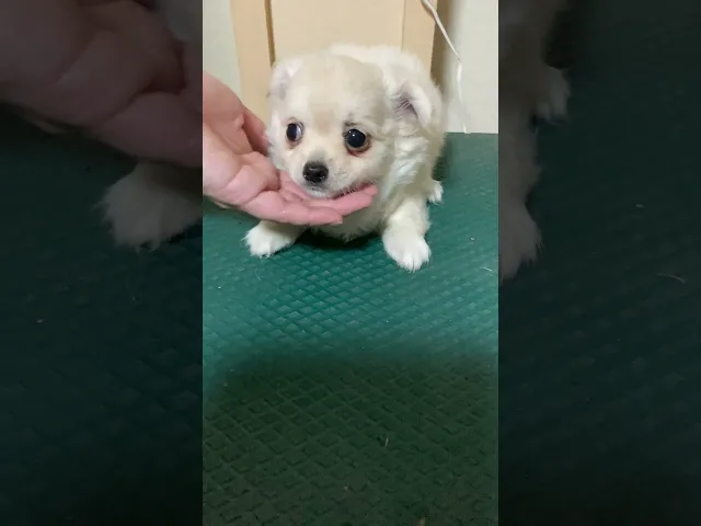動画