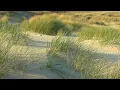 N°081 - relaxdaily (official music video) [Schoorlse Duinen, Netherlands]
