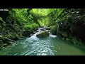Download Lagu Beautiful Birdsong in the Morning with River Sound, Marvelous Forest Atmosphere ASMR