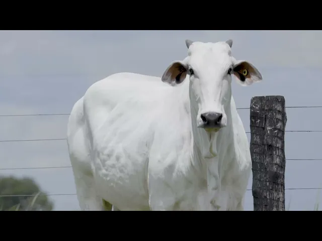 Novilha Nelore LSA - 1744