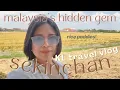 Download Lagu MALAYSIA'S HIDDEN GEM! $21 flight?!! | 2D2N in KL \u0026 Sekinchan | road trip travel vlog