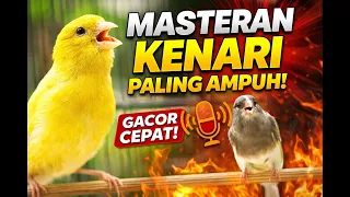 masteran burung kenari gacor cepat niru suara bikin nembak panjang