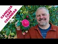 Camellia Care Guide - Simple Seasonal Guide to Great Camellia Plants