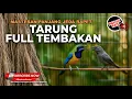Download Lagu 🔴 Live Masteran Terbaik Full Tembakan Panjang Kasar Tajam Nilai Tertinggi Penjurian