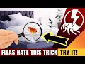 Download Lagu 😱 Fleas in Your Bed? ELIMINATE Them FAST! 🐜