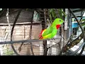 Download Lagu Burung serindit umur 7 tahun/021