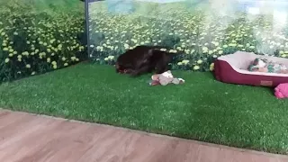 Spanadors cocker spaniels x labradors