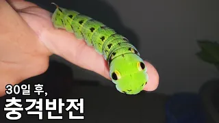 마당에 찾아온 뱀머리 애벌레를 30일간 키웠더니... (소름주의)