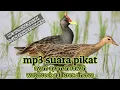 Download Lagu MP3 suara pikat burung ayam-ayaman sawah || watercock gallicrex cinerea || ayam-ayaman sawah