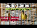 Download Lagu OPIOR JAMBUL RIWIK SAMBUNG NGEROLL | OPIOR JAMBUL GACOR | OPIOR JAMBUL JANTAN