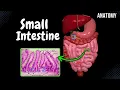 Small Intestine Anatomy Parts Topography Structures Layers