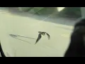 Peregrine falcon level flight speed