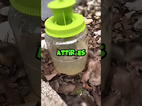 UN SAC DE MOUCHE MAIS ...