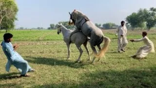 Powerful Horse Breeding Female Horse Not Under Control