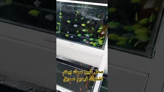 محل للبيع سمك صغيره Viralvideo Visitsaudi 