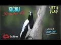 KICAU MERDU BURUNG JAGAL PAPUA DI ALAM LIAR