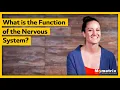 What is the Function of the Nervous System
