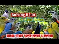 Download Lagu Suara Pikat Burung Kecil Dan Besar ||| Suara Burung Ribut Di Alam Bebas