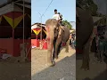 Lagu Elephant video 09.05.225 hati video হাতি #shorts #shortvideo #elephant #hati #hativideo #viralshorts