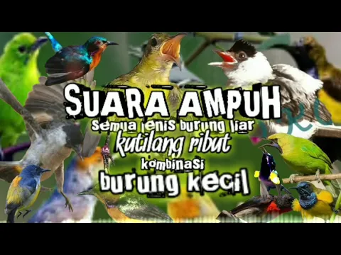 Download MP3 suara burung kutilang ribut pikat semua jenis burung liar ampuh terbukti paling jos gandos anti zonk