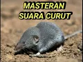 Download Lagu NYRECET || SUARA CURUT COCOK UNTUK MASTERAN BURUNG KICAU