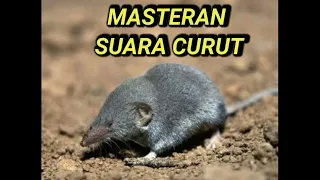 nyrecet suara curut cocok untuk masteran burung kicau
