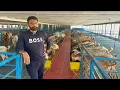 Download Lagu Pakistan Modern Goat Farm Alpha Livestock and GoatFarm #goat #goatfarming #farming #business #farmer