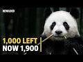 China Spent Decades Saving the Panda It Actually Worked