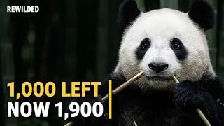 China Spent Decades Saving the Panda It Actually Worked