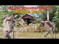 Download Lagu DEMI MEMPERTAHANKAN KEBUN KU..!! INILAH YANG TERJADI