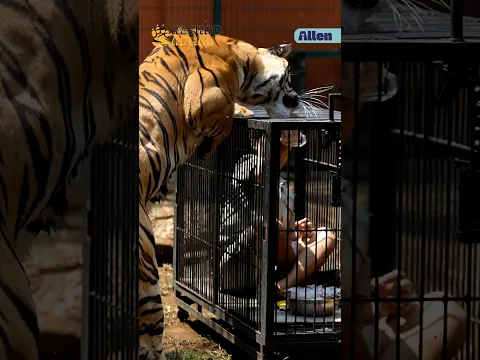 MUKA HANYA SEJENGKAL DENGAN HARIMAU! ALSHAD N3KAT DIKURUNG DI KANDANG KECIL!