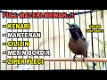 Download Lagu MEWAH ! KOLIBRI NINJA GACOR FULL NEMBAK ISIAN KENARI MIX CILILIN, COCOK UNTUK PANCINGAN KONIN BAHAN