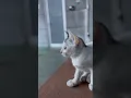 Download Lagu Kucing cinematic video #kucing #cinematic
