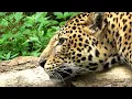 Download Lagu Animaux sauvages | Sans commentaire