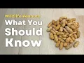 The Best Raw Peanuts for Squirrels Deer Birds Link In Description