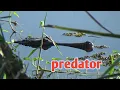 Lagu Lagi Asik Mancing Sepat Siam, Tiba Tiba Muncul Buaya || MANCING SEPAT SIAM DI RAWA || SF-83