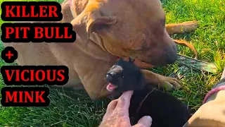 Why Don't Rat Killing Dogs Kill Mink Too?!?!?!?