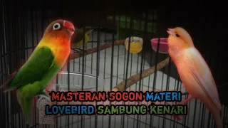 masteran sogon terbaru 2024 materi lovebird sambung kenari 