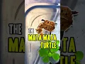 Download Lagu Meet The MATA MATA TURTLE 🐢 #shorts #turtle